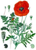 coquelicot.jpg