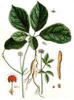 ginseng.jpg