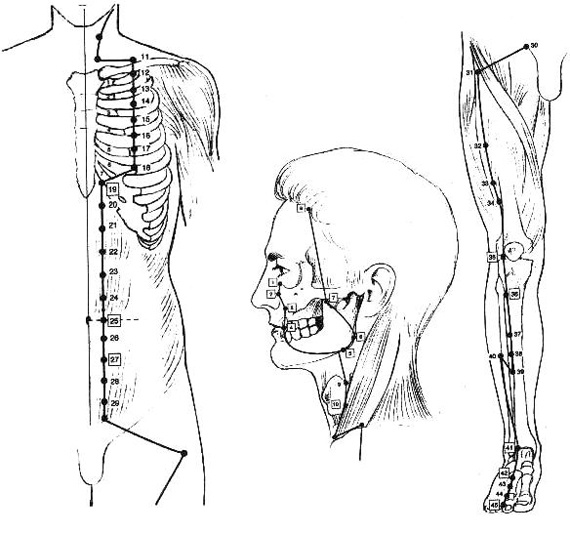 Méridien de l'estomac