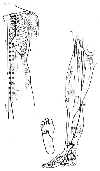 Méridien des reins