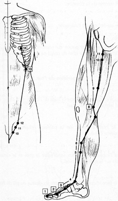 Méridien du foie