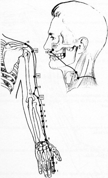 Méridien du gros intestin